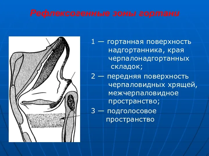 Рефлексогенные зоны гортани 1 — гортанная поверхность надгортанника, края черпалонадгортанных