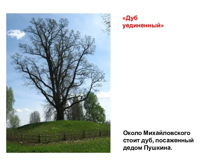 Около Михайловского стоит дуб, посаженный дедом Пушкина. «Дуб уединенный»