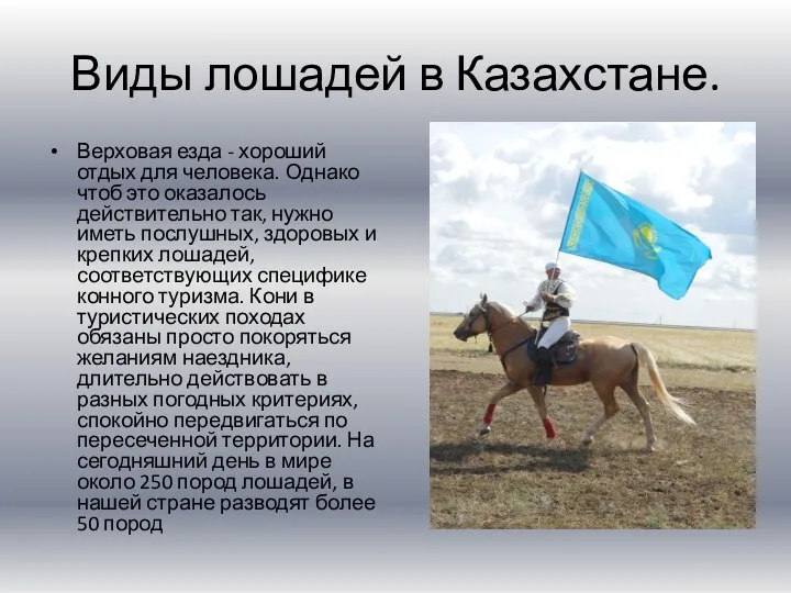 Виды лошадей в Казахстане. Верховая езда - хороший отдых для