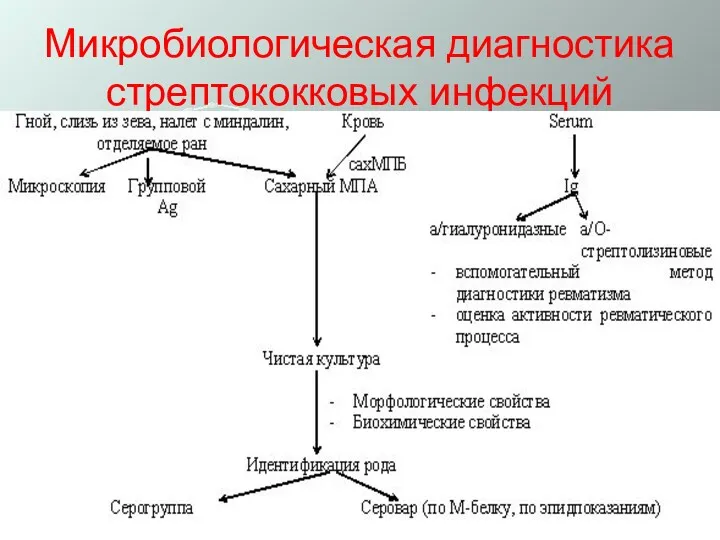 Микробиологическая диагностика стрептококковых инфекций