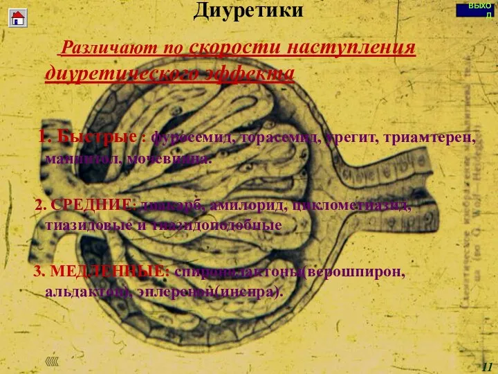 Диуретики Различают по скорости наступления диуретического эффекта 1. Быстрые :