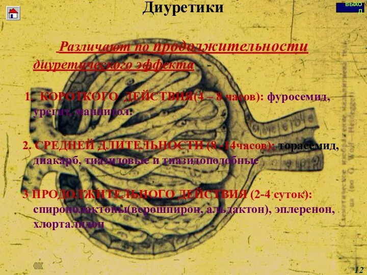 Диуретики Различают по продолжительности диуретического эффекта 1. КОРОТКОГО ДЕЙСТВИЯ(4 –