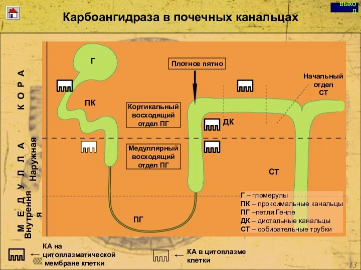 Copyright © I-Design 2002 Карбоангидраза в почечных канальцах