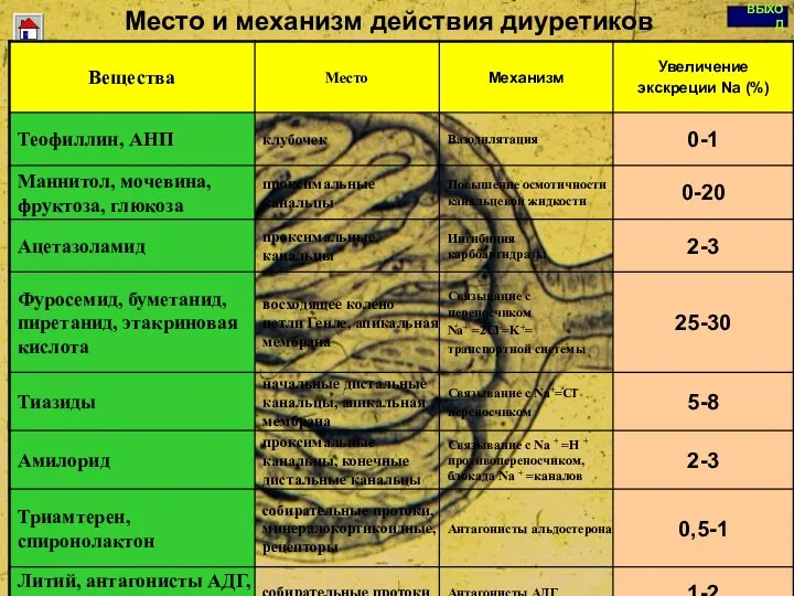 Copyright © I-Design 2002 Место и механизм действия диуретиков