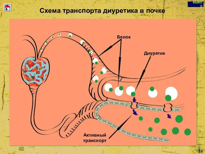 Copyright © I-Design 2002 Схема транспорта диуретика в почке