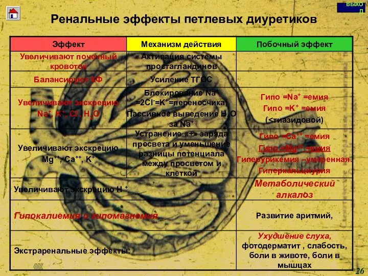 Copyright © I-Design 2002 Ренальные эффекты петлевых диуретиков КФ –