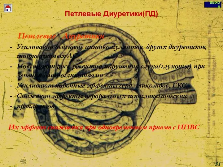 Петлевые Диуретики(ПД) Петлевые Диуретики Усиливают действие антикоагулянтов, других диуретиков, гипотензивных