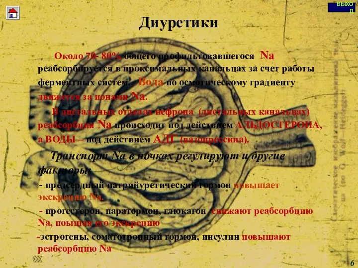 Диуретики Около 70- 80% общего профильтовавшегося Na реабсорбируется в проксимальных