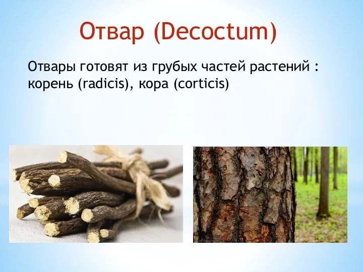 Отвар (Decoctum) Отвары готовят из грубых частей растений : корень (radicis), кора (corticis)