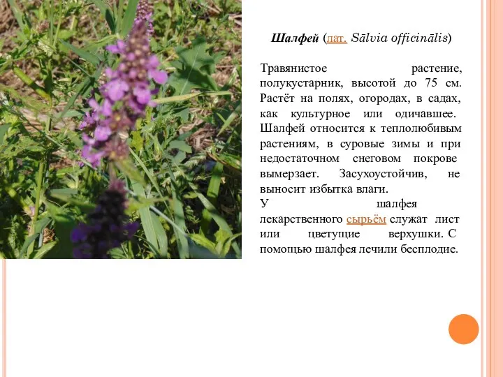 Шалфей (лат. Sālvia officinālis) Травянистое растение, полукустарник, высотой до 75