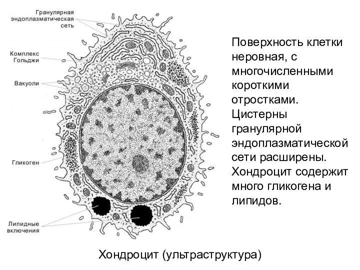 Хондроцит (ультраструктура) Поверхность клетки неровная, с многочисленными короткими отростками. Цистерны