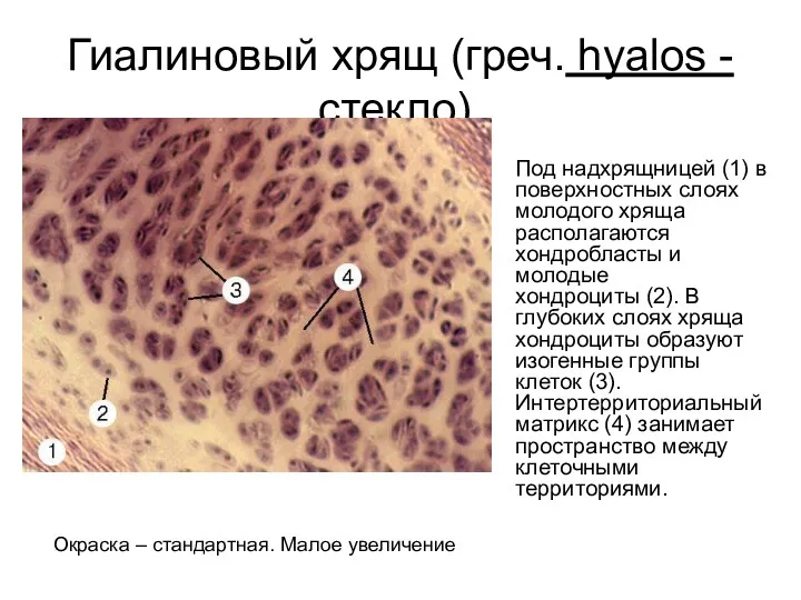 Гиалиновый хрящ (греч. hyalos - стекло). Под надхрящницей (1) в