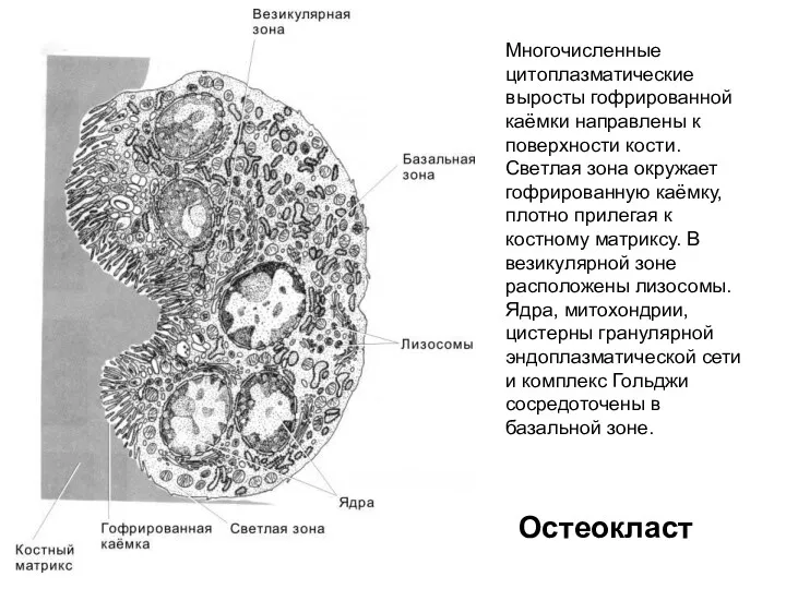 Многочисленные цитоплазматические выросты гофрированной каёмки направлены к поверхности кости. Светлая