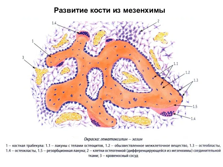 Развитие кости из мезенхимы