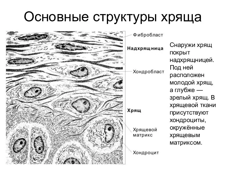 Снаружи хрящ покрыт надхрящницей. Под ней расположен молодой хрящ, а