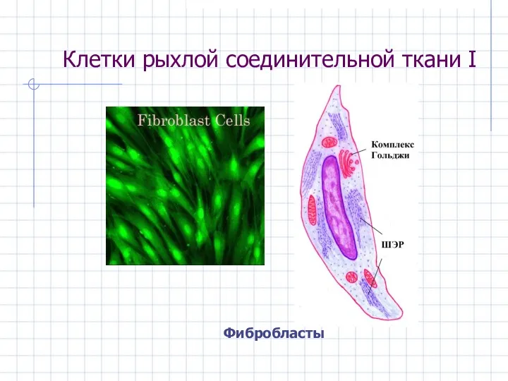 Клетки рыхлой соединительной ткани I Фибробласты