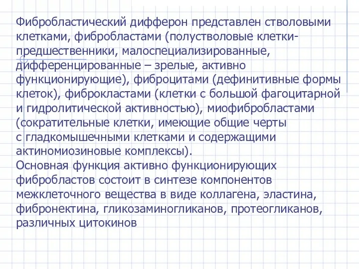 Фибробластический дифферон представлен стволовыми клетками, фибробластами (полустволовые клетки-предшественники, малоспециализированные, дифференцированные – зрелые, активно