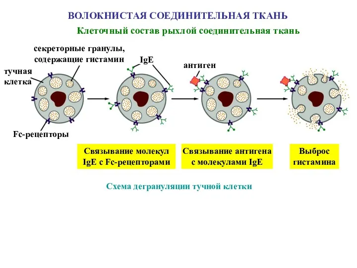 ВОЛОКНИСТАЯ СОЕДИНИТЕЛЬНАЯ ТКАНЬ Клеточный состав рыхлой соединительная ткань Схема дегрануляции тучной клетки тучная