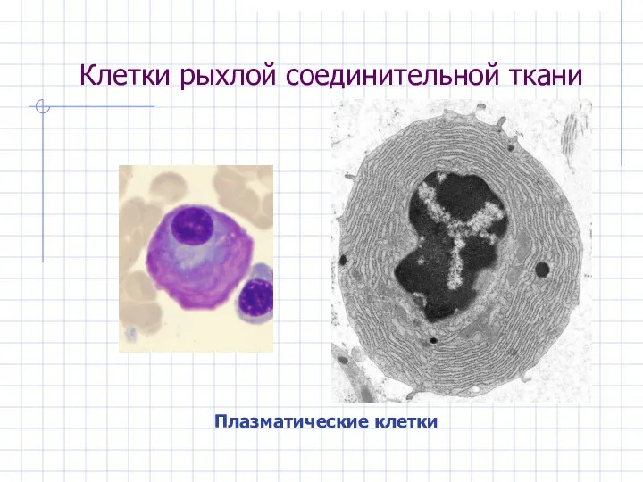 Клетки рыхлой соединительной ткани Плазматические клетки