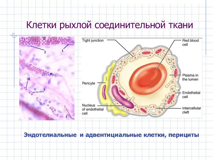 Клетки рыхлой соединительной ткани Эндотелиальные и адвентициальные клетки, перициты