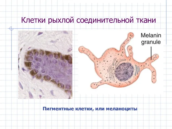 Клетки рыхлой соединительной ткани Пигментные клетки, или меланоциты