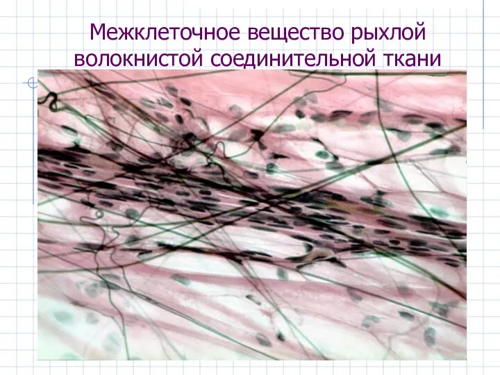 Межклеточное вещество рыхлой волокнистой соединительной ткани