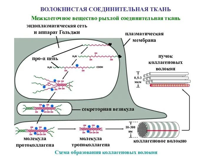 ВОЛОКНИСТАЯ СОЕДИНИТЕЛЬНАЯ ТКАНЬ Межклеточное вещество рыхлой соединительная ткань эндоплазматическая сеть и аппарат Гольджи