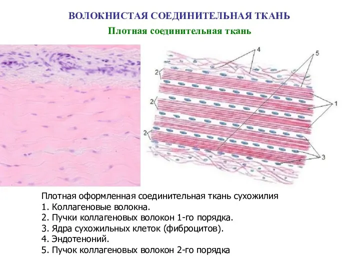 ВОЛОКНИСТАЯ СОЕДИНИТЕЛЬНАЯ ТКАНЬ Плотная соединительная ткань Плотная оформленная соединительная ткань сухожилия 1. Коллагеновые