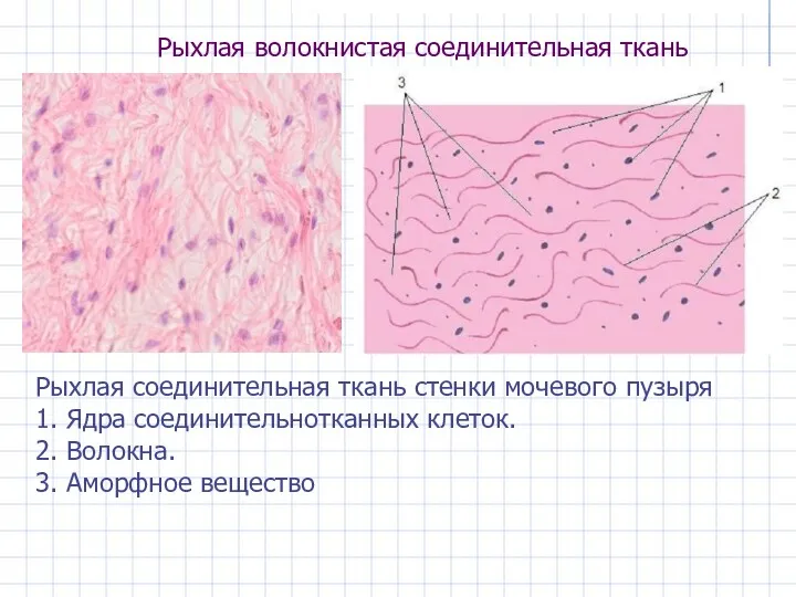 Рыхлая волокнистая соединительная ткань Рыхлая соединительная ткань стенки мочевого пузыря 1. Ядра соединительнотканных