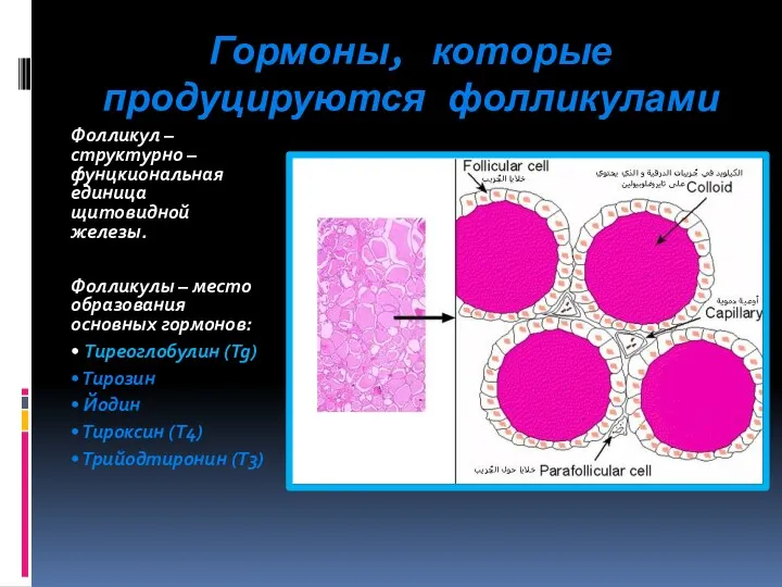 Гормоны, которые продуцируются фолликулами Фолликул – структурно – фунцкиональная единица