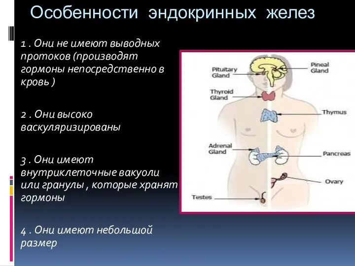 Особенности эндокринных желез 1 . Они не имеют выводных протоков