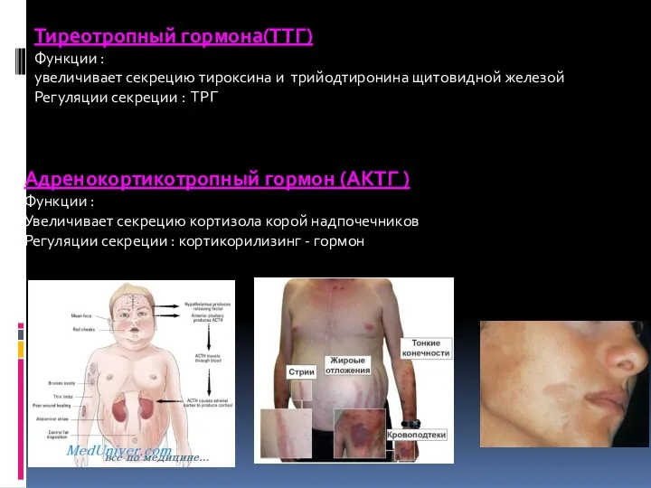 Тиреотропный гормона(ТТГ) Функции : увеличивает секрецию тироксина и трийодтиронина щитовидной