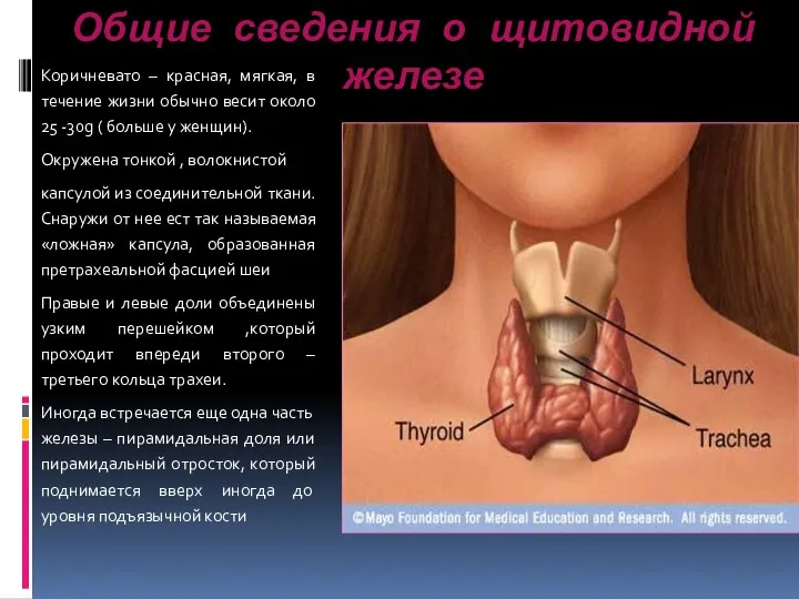 Общие сведения о щитовидной железе Коричневато – красная, мягкая, в