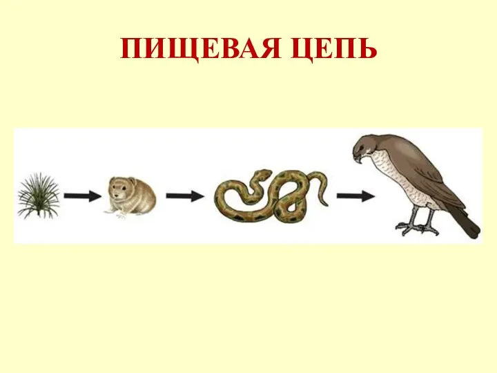 ПИЩЕВАЯ ЦЕПЬ