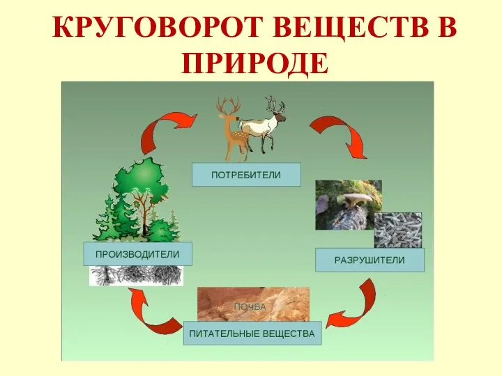 КРУГОВОРОТ ВЕЩЕСТВ В ПРИРОДЕ