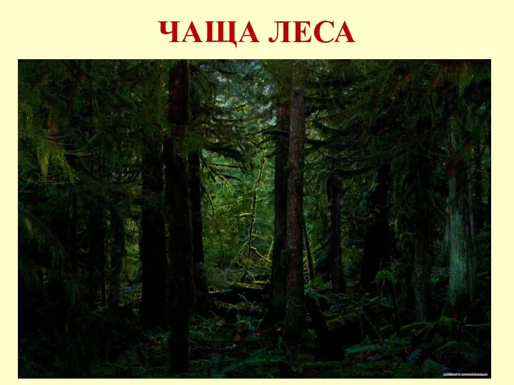 ЧАЩА ЛЕСА