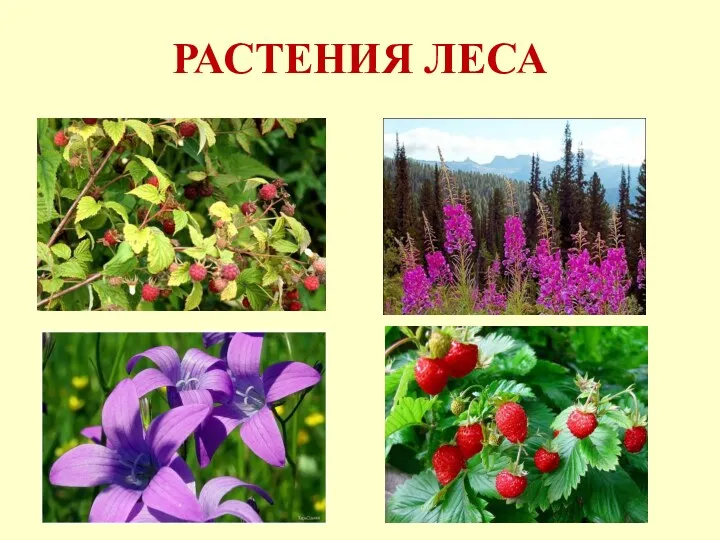 РАСТЕНИЯ ЛЕСА