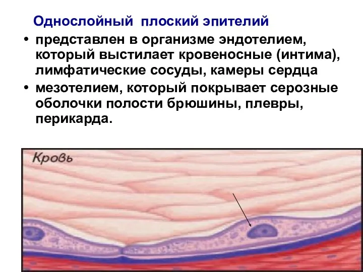 Однослойный плоский эпителий представлен в организме эндотелием, который выстилает кровеносные (интима), лимфатические сосуды,