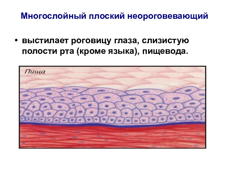 Многослойный плоский неороговевающий выстилает роговицу глаза, слизистую полости рта (кроме языка), пищевода.