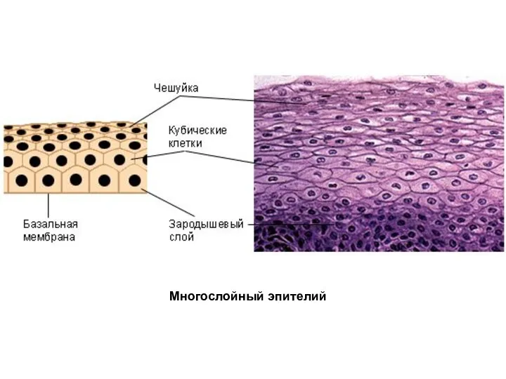 Многослойный эпителий