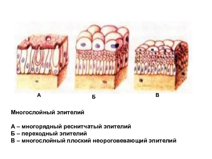 А Многослойный эпителий А – многорядный реснитчатый эпителий Б –