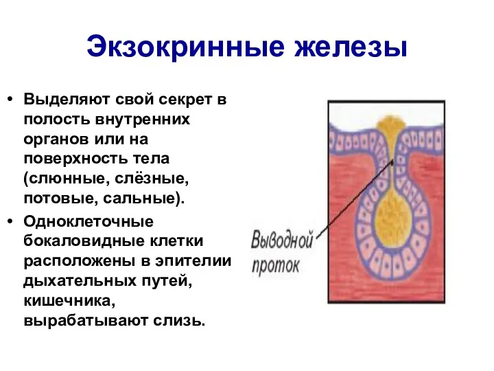 Экзокринные железы Выделяют свой секрет в полость внутренних органов или на поверхность тела