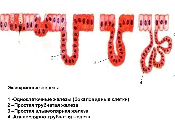 Экзокринные железы 1 -Одноклеточные железы (бокаловидные клетки) 2 –Простая трубчатая железа 3 –Простая