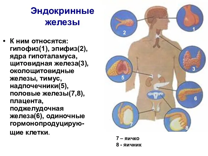 Эндокринные железы К ним относятся: гипофиз(1), эпифиз(2), ядра гипоталамуса, щитовидная железа(3), околощитовидные железы,