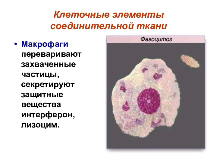 Клеточные элементы соединительной ткани Макрофаги переваривают захваченные частицы, секретируют защитные вещества интерферон, лизоцим.