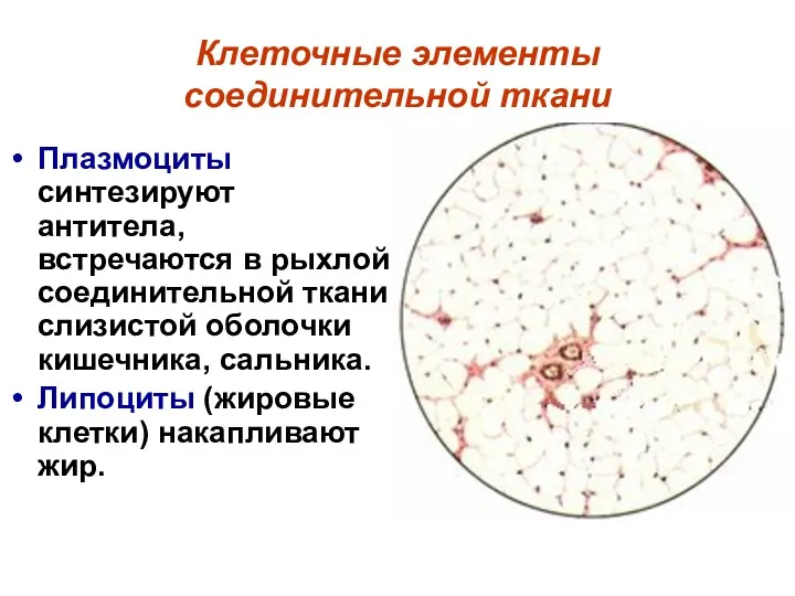 Клеточные элементы соединительной ткани Плазмоциты синтезируют антитела, встречаются в рыхлой