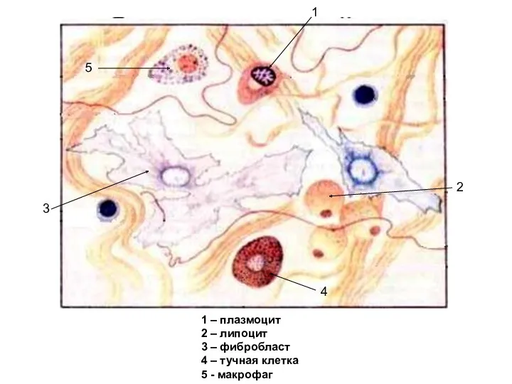 1 2 1 – плазмоцит 2 – липоцит 3 – фибробласт 4 –