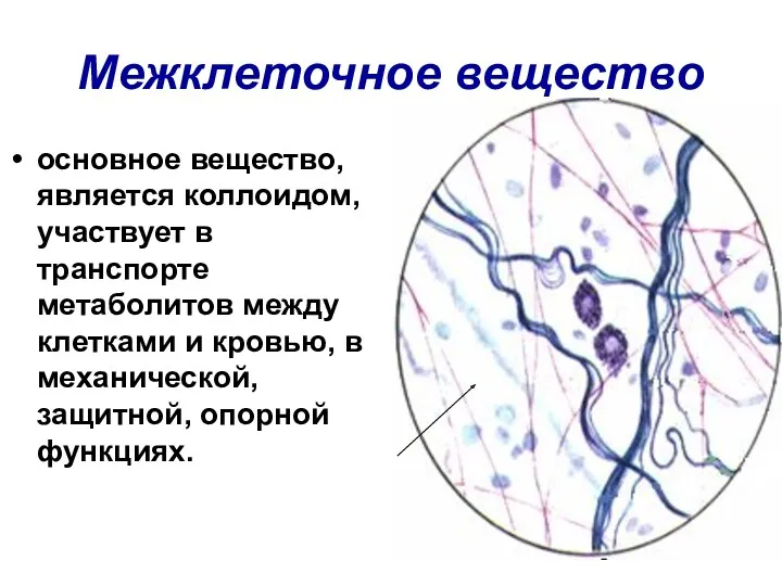 Межклеточное вещество основное вещество, является коллоидом, участвует в транспорте метаболитов