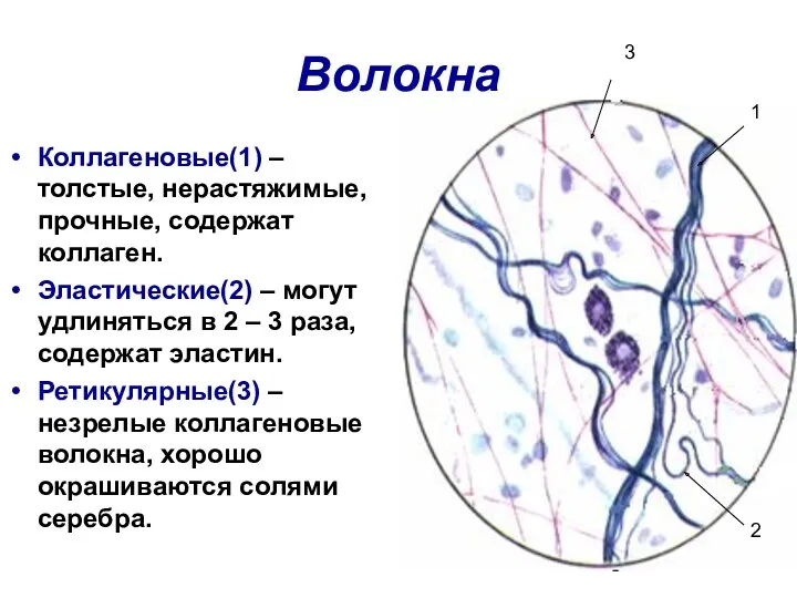 Волокна Коллагеновые(1) – толстые, нерастяжимые, прочные, содержат коллаген. Эластические(2) – могут удлиняться в