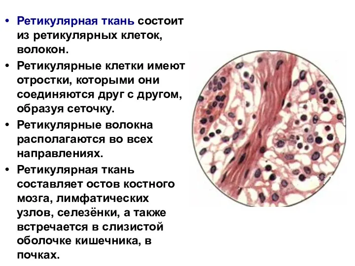 Ретикулярная ткань состоит из ретикулярных клеток, волокон. Ретикулярные клетки имеют